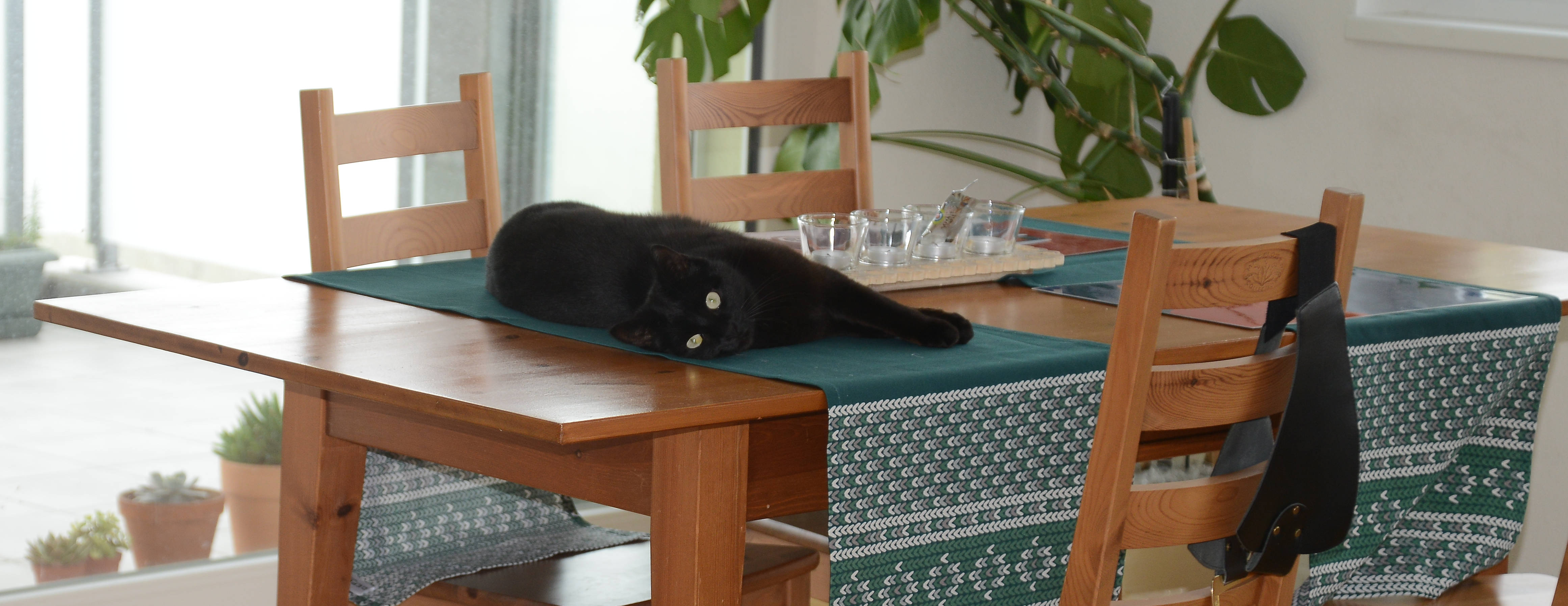 cat, dinner table