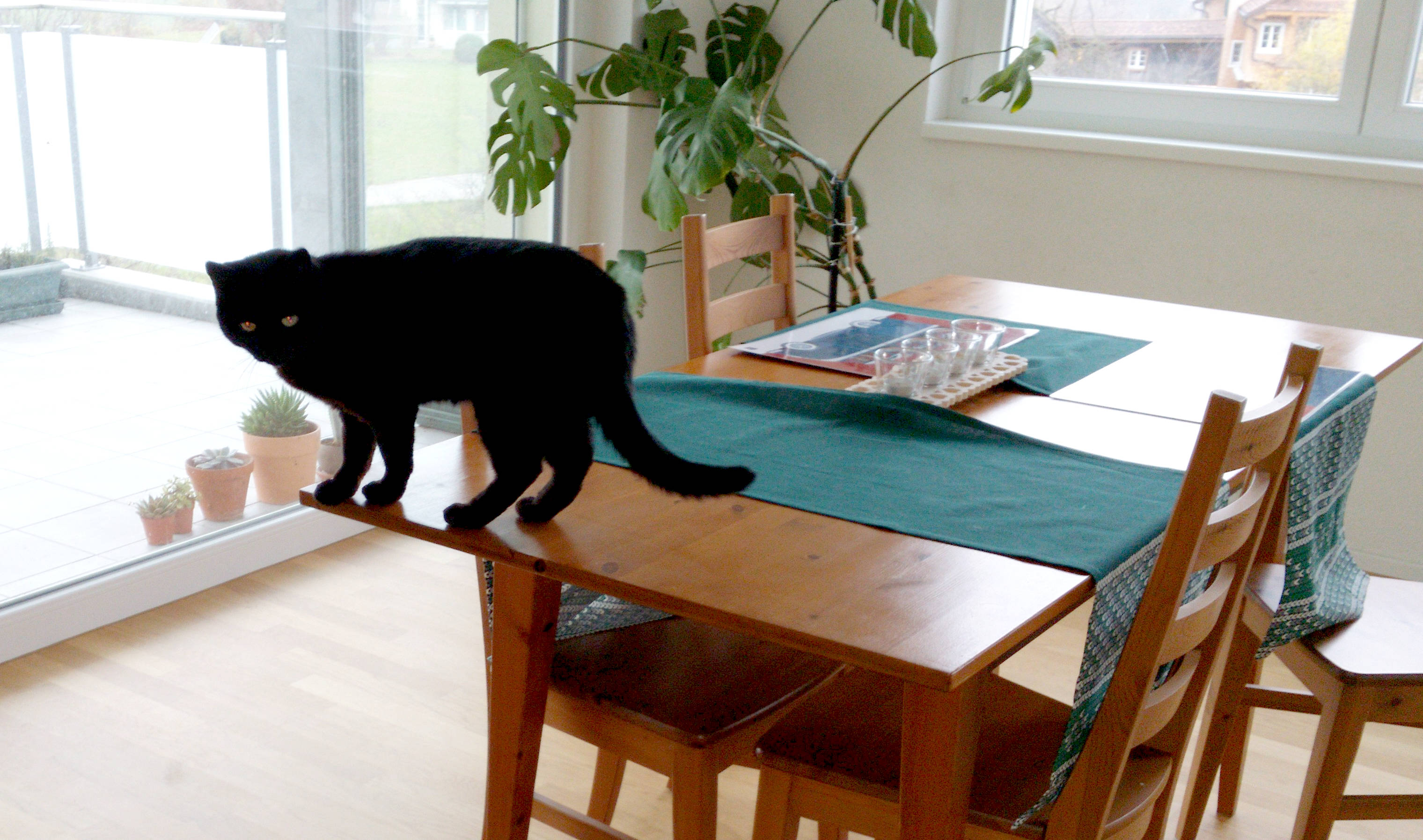 cat, dinner table