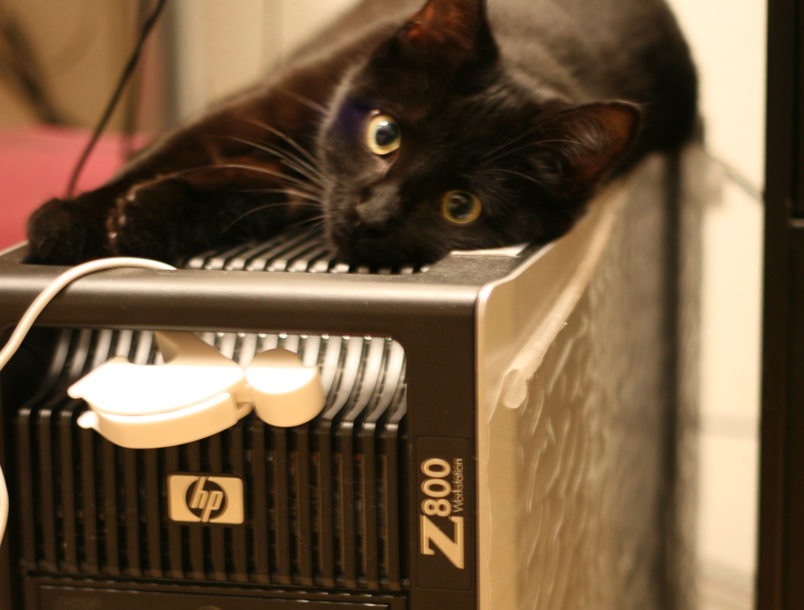cat on HP Z800 workstation