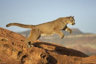 Cougar, French Guiana