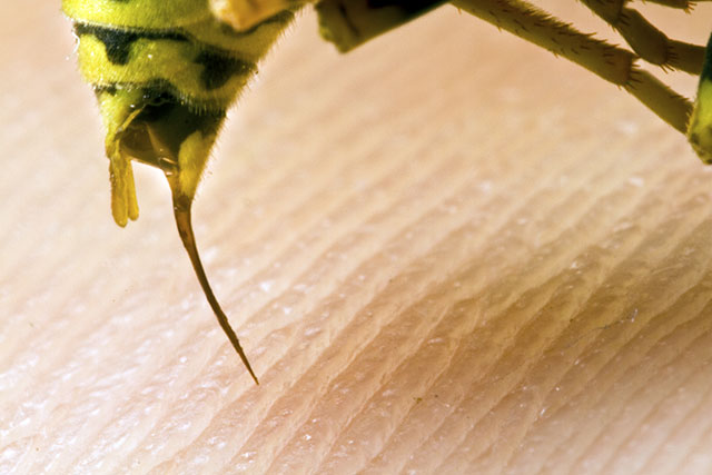 FSFE, judgment, Matthias Kirschner, Galia Mancheva, Jonas Oberg, Elias Diem, Parasitisme, Richard Stallman, FSF, FSFE, John Sullivan, Daniel Pocock, Fellowship