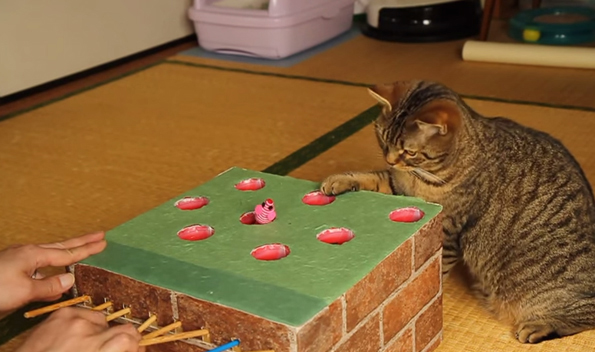 cat plays whack-a-mole